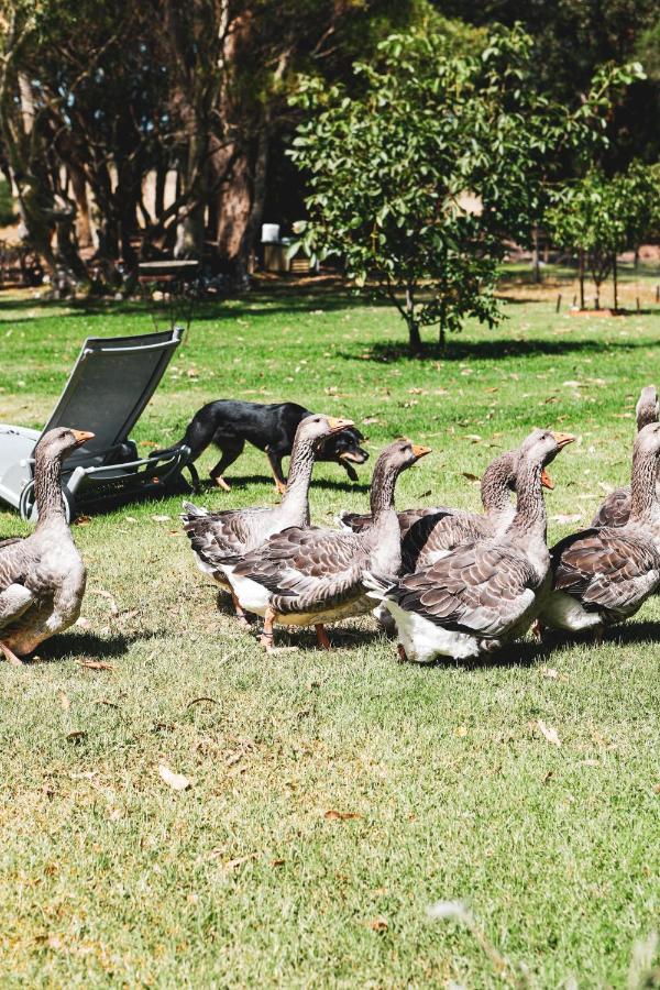 ヤナキー Olivi Bed & Breakfast エクステリア 写真